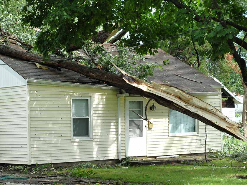 what-should-you-do-when-a-tree-falls-on-your-roof